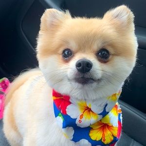 Meet your Posher, Christine